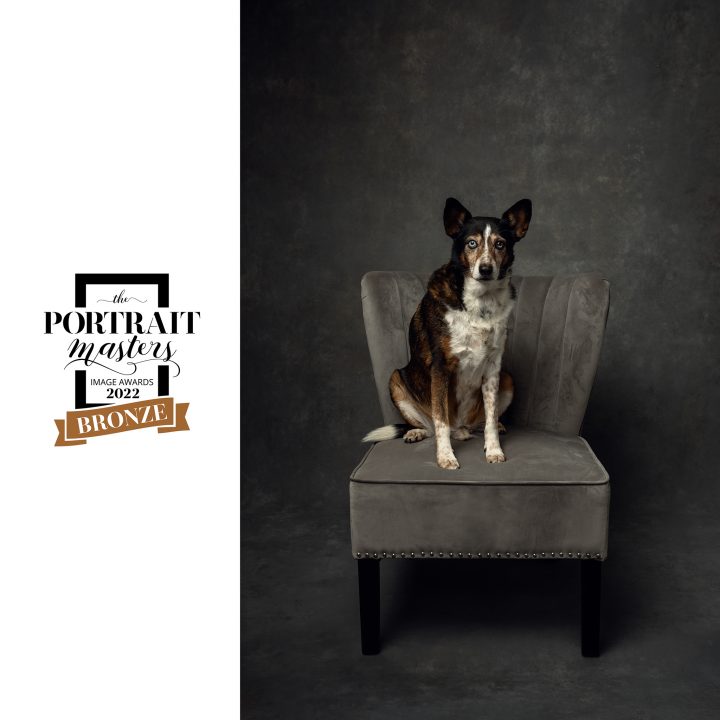 Portrait of "Pretzel," a dog with blue eyes - Bronze Award
