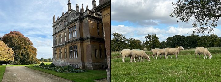 Exterior side of Corsham Court with sheep in the distance, and closer view of the sheep