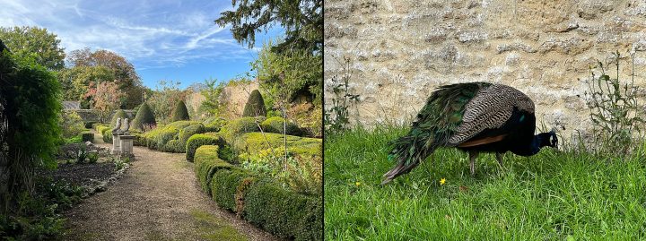 Corsham Court gardens and peacock