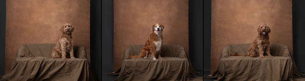 Three portraits of Christine and Mark's dogs on a sofa