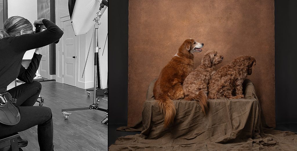 Maundy photographing dogs