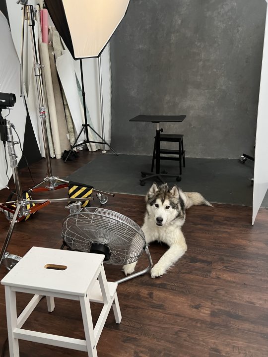 Behind the scenes - Alaskan Malamute getting comfortable at Maundy Mitchell Photography