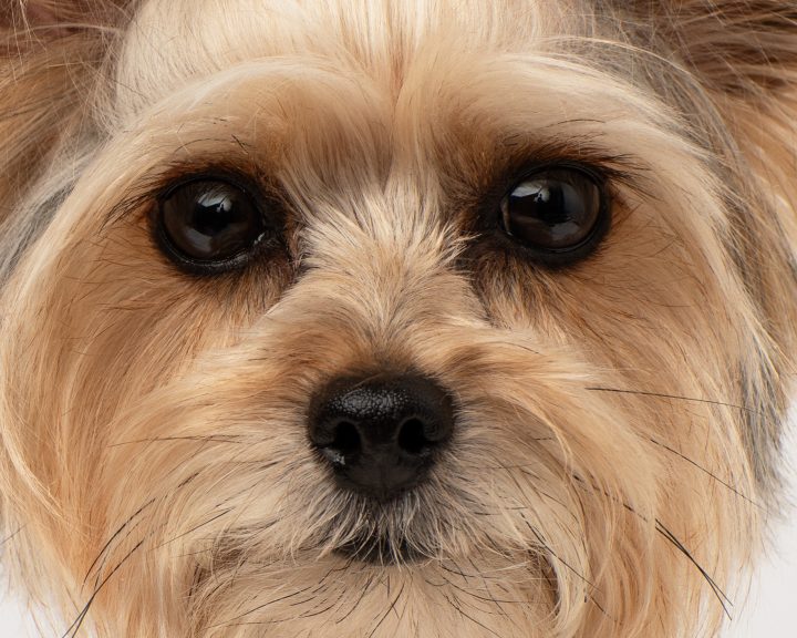 closeup of a small dog