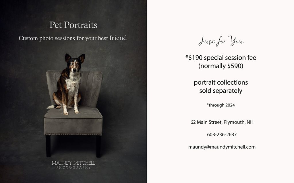 Pet Portrait Special Offer