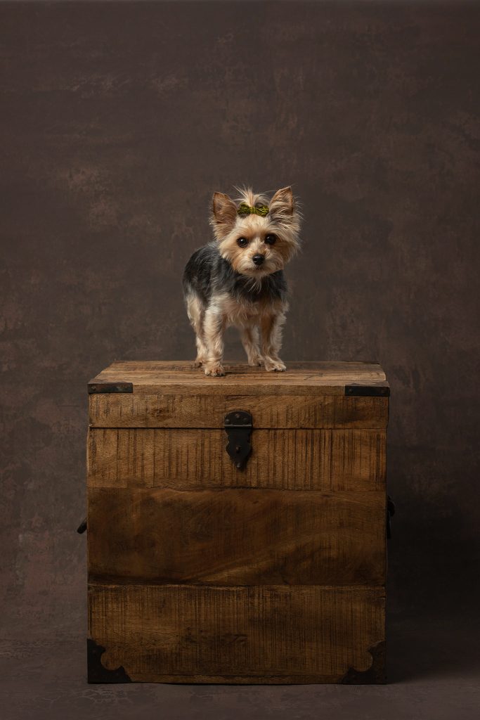 A portrait of a Pekingese dog standing on a wooden box