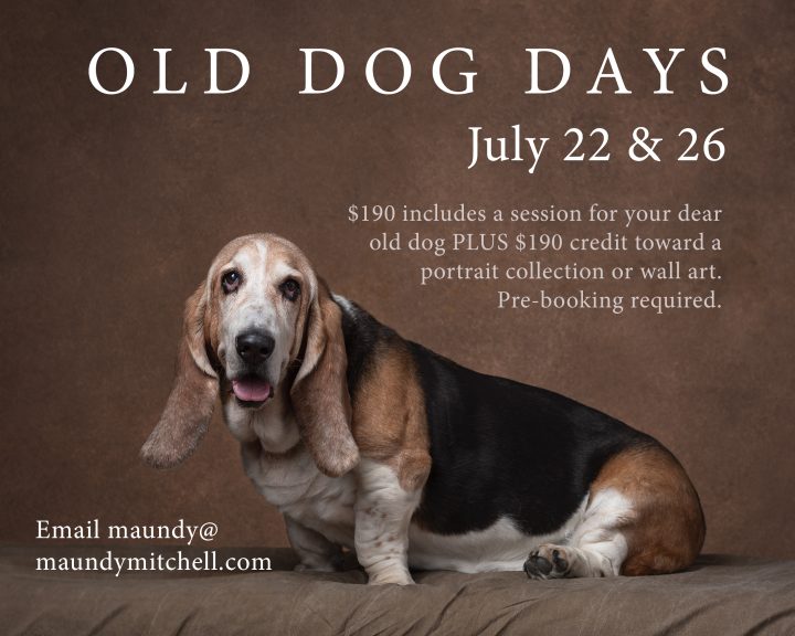 Photo of an old Basset Hound with information about Old Dog Days sessions at Maundy Mitchell Photography