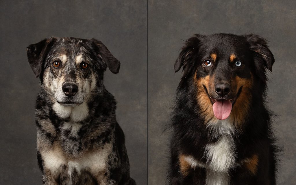 Two studio portraits from the Kropp's Family Portraits with Dogs