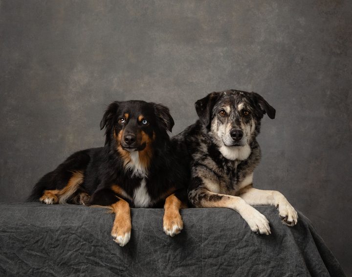 Studio portrait of two dogs