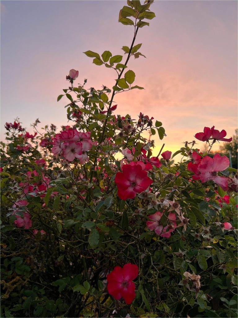Flowers at sunset in Ireland