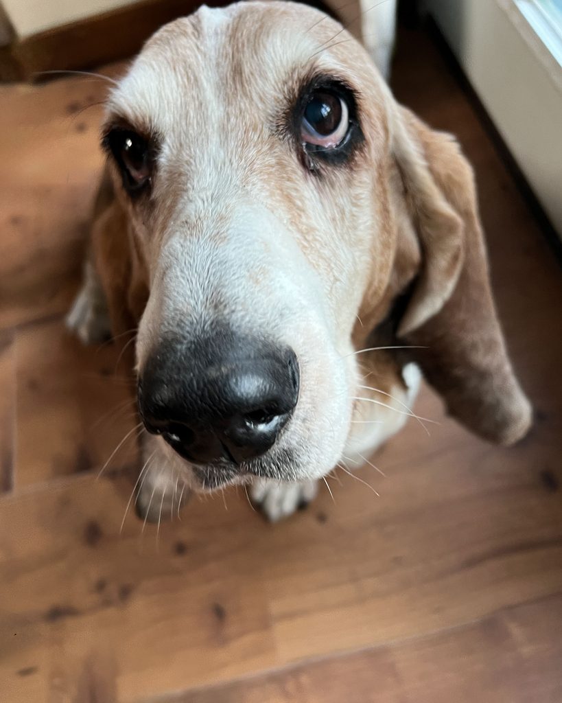 A photo of an old dog with a white face, looking up at the viewer